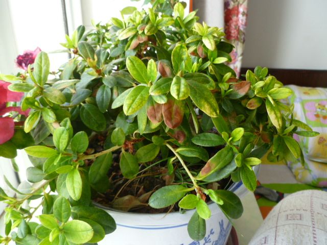 杜鹃掉叶子正常吗,杜鹃出现枯枝怎么办