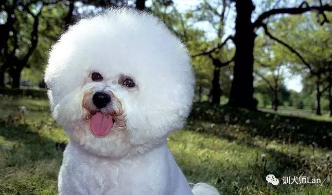 比熊,贵宾犬眼睛周围出现难看的泪痕,怎样获得微笑干净的脸?