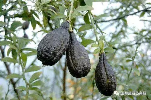 海南你没见过的水果,海南你没有见过的水果