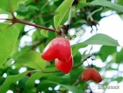 海南你没见过的水果,海南你没有见过的水果