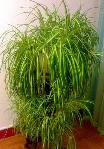 吊兰为什么被称为绿色净化器呢,吊兰可以当空气净化器吗