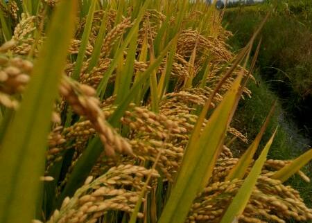 原阳大米为什么叫中国第一米,原阳大米为啥是中国第一