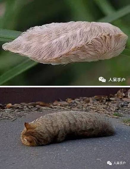 蛾，蛾，蛾~最大、最美、最奇葩，展翅向天歌