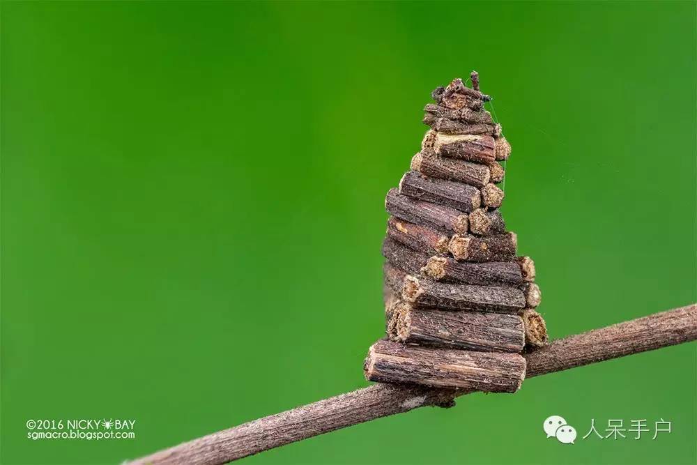 蛾，蛾，蛾~最大、最美、最奇葩，展翅向天歌