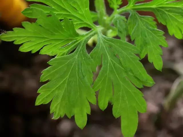 紫茎小叶灵艾,紫茎小叶灵艾图片