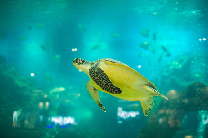 去三亚感受碧海蓝天,享受椰风海韵三亚度假指南精选