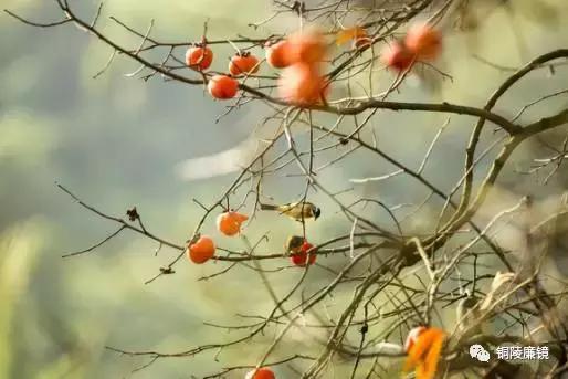 看完以后，你一定会怀疑之前观看铜陵这个村子的方式不对