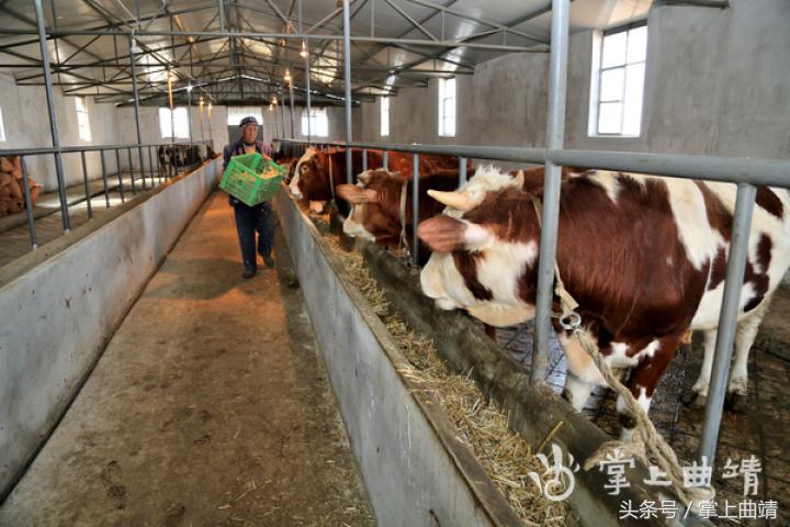 会泽黑土肉牛养殖基地,会泽县肉牛养殖