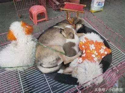 狗贩子VS繁育者，买狗狗究竟该找谁？