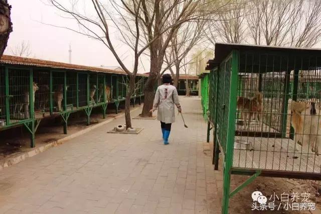 狗贩子VS繁育者，买狗狗究竟该找谁？