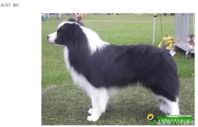 狗贩子VS繁育者，买狗狗究竟该找谁？