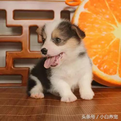 狗贩子VS繁育者，买狗狗究竟该找谁？