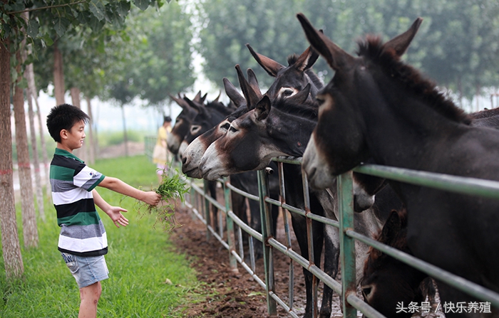 养驴吃什么饲料和草最好,养驴饲料最佳配方