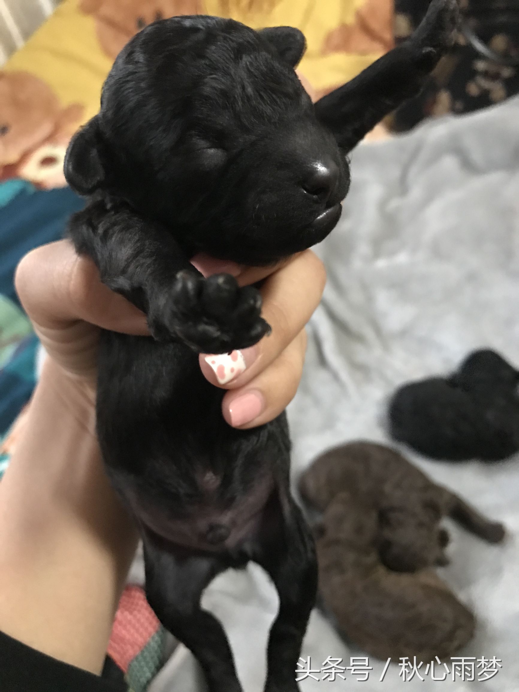 刚出生小奶狗,刚出生的泰迪小奶狗