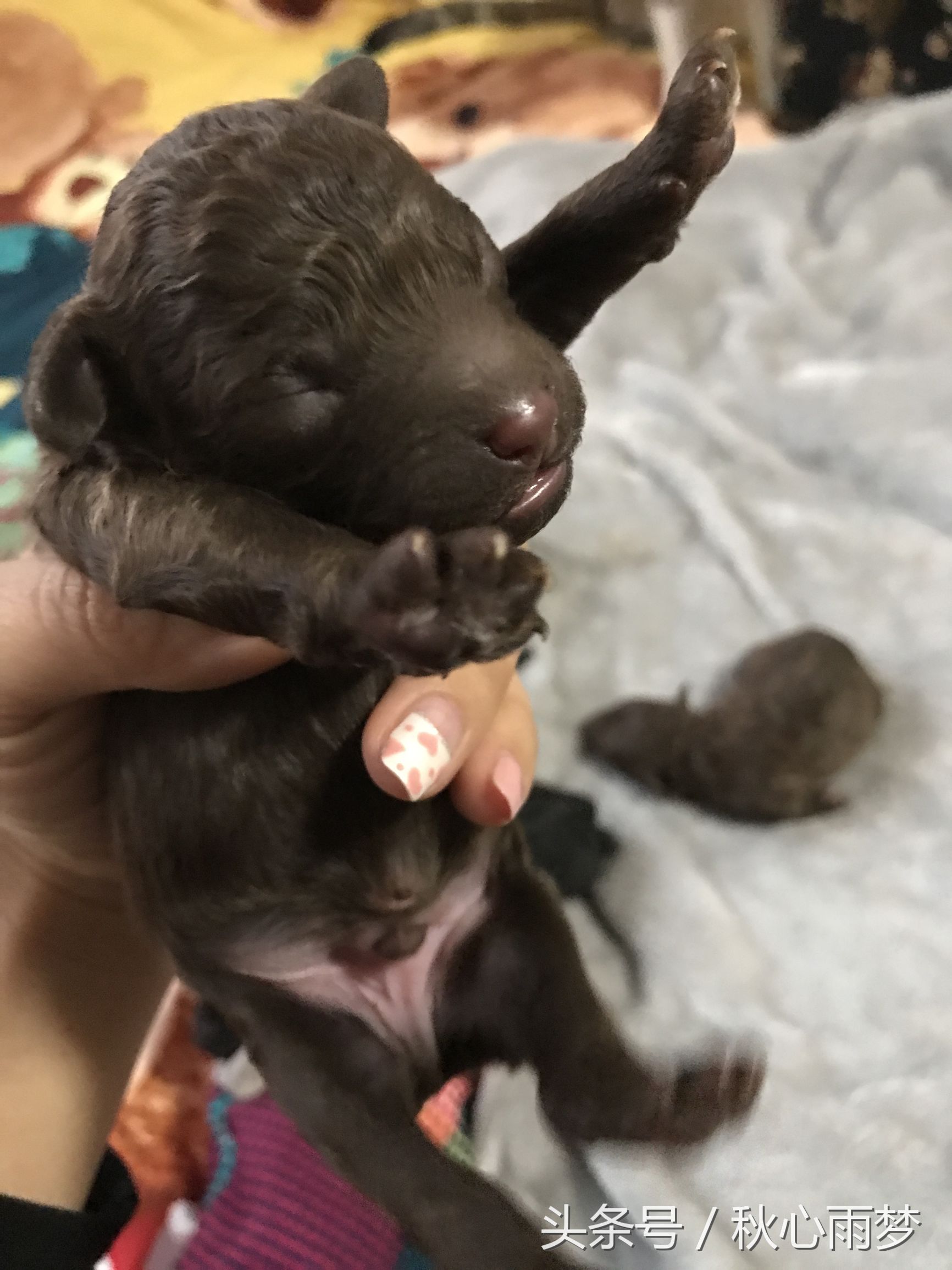 刚出生小奶狗,刚出生的泰迪小奶狗
