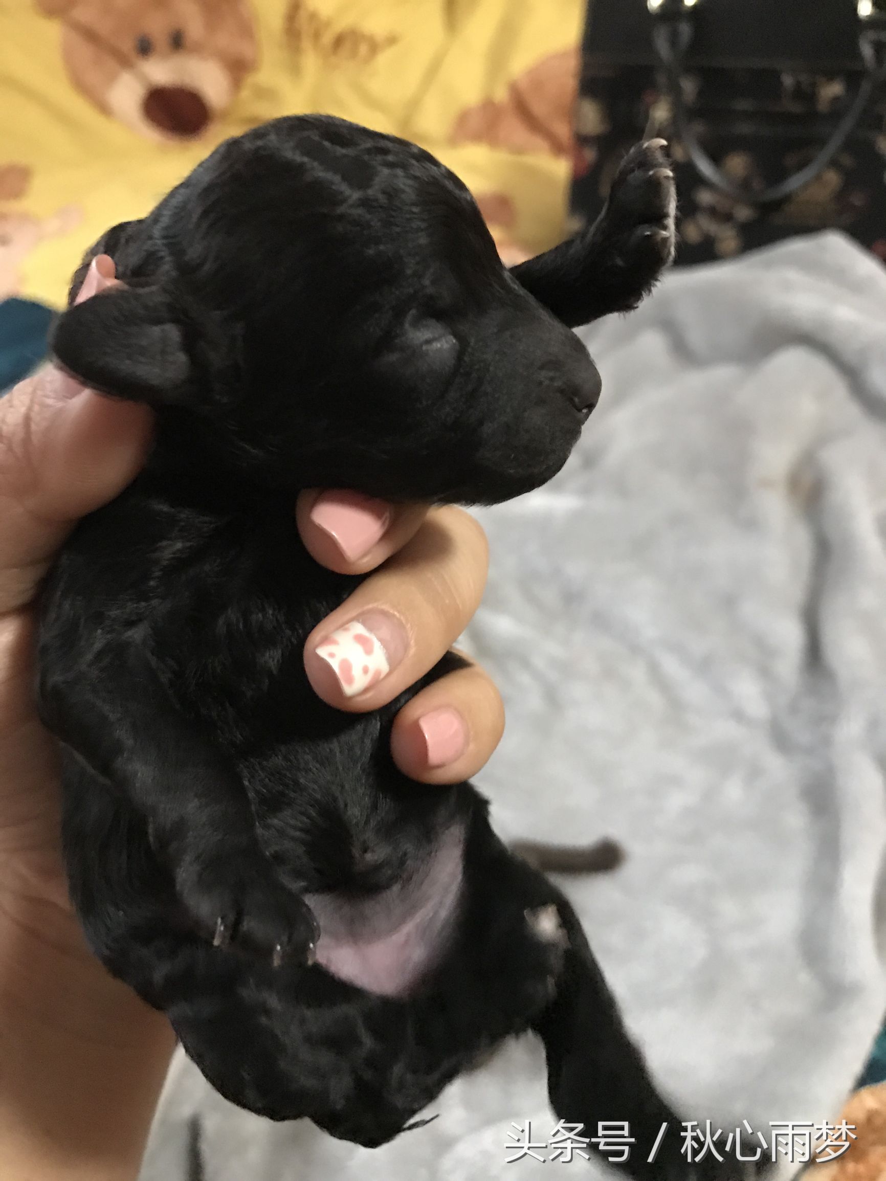 刚出生小奶狗,刚出生的泰迪小奶狗