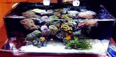 珊瑚生病的样子,珊瑚生病了怎么办