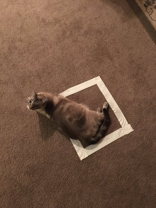 猫咪逗猫正确方式,猫咪逗猫的方法