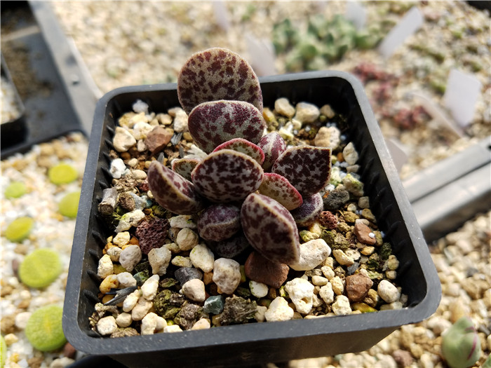 多肉植物吐槽,对多肉植物的调侃朋友圈