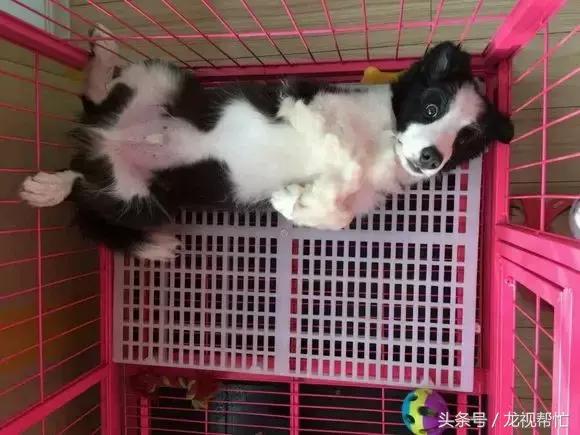 边境牧羊犬放羊vs德国牧羊犬放羊,放羊是德牧好还是边境牧羊犬好