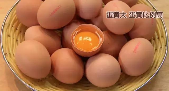 9种奇葩的动物蛋,这些奇葩的鸡蛋你见过吗