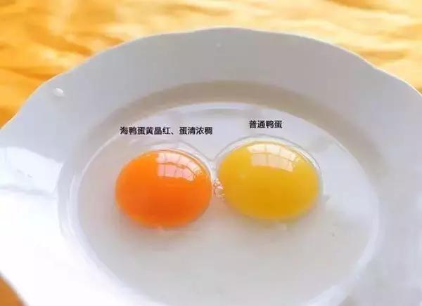 9种奇葩的动物蛋,这些奇葩的鸡蛋你见过吗