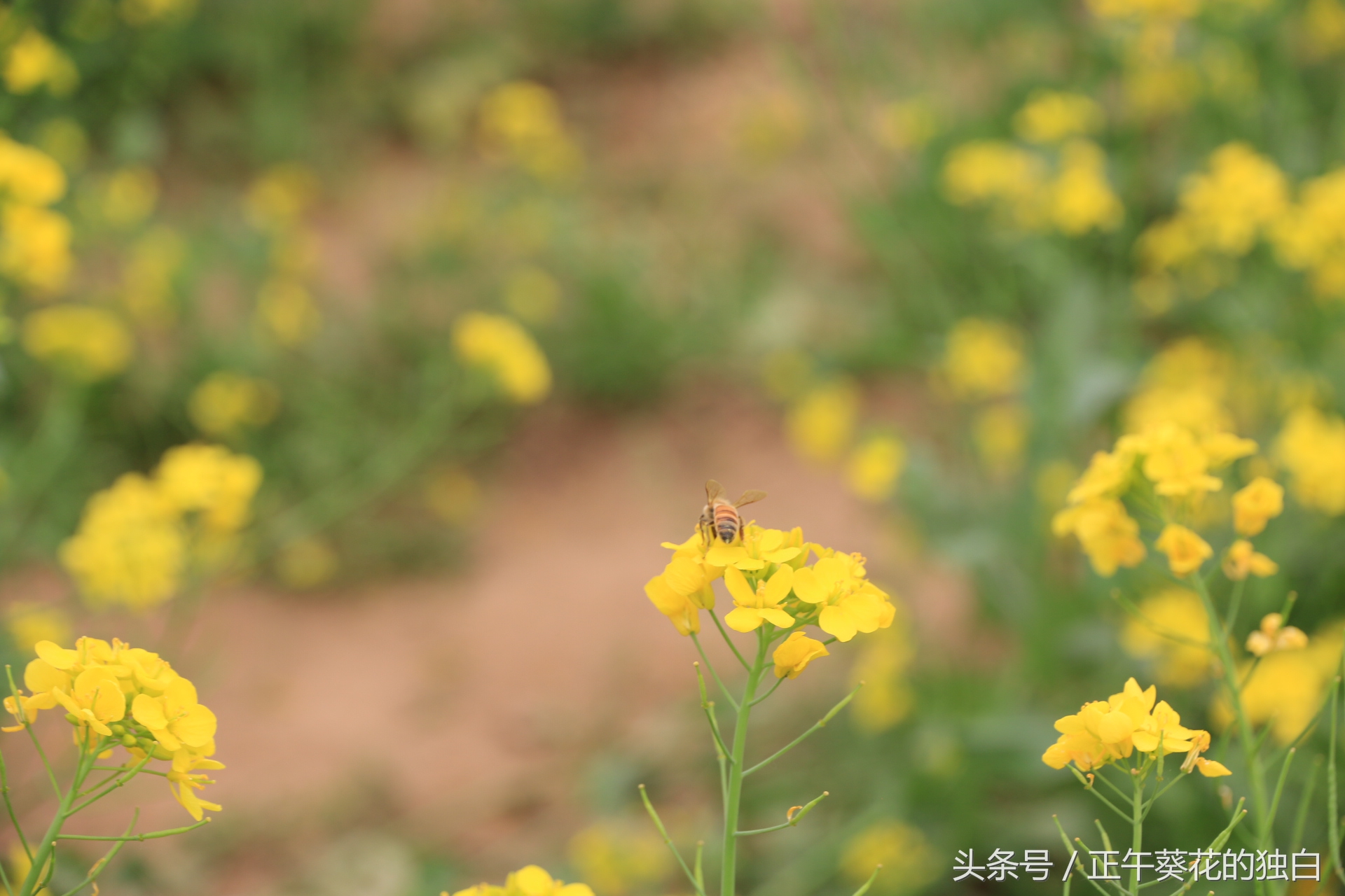 狼牙山田园花海入口,狼牙山万亩花田附近景点