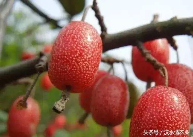 最好吃的羊奶果,安康羊奶果的做法