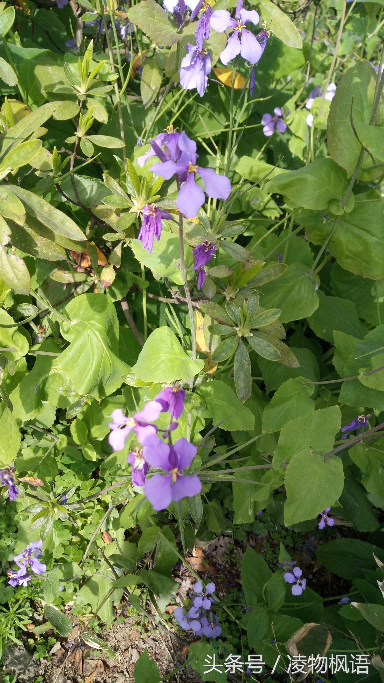 苏州拙政园景点讲解视频大全,苏州拙政园属于哪个区