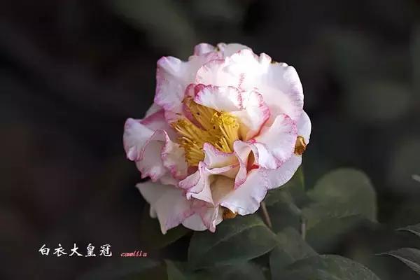四大名花之山茶,中国百种山茶图片