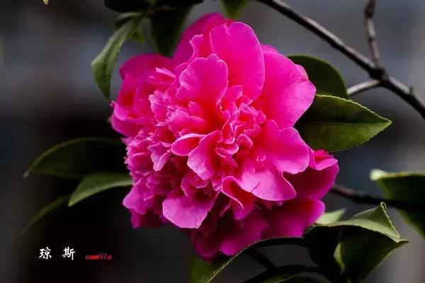 四大名花之山茶,中国百种山茶图片