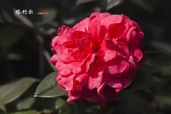 四大名花之山茶,中国百种山茶图片