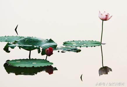 出水芙蓉股票教程完整版,出水芙蓉回调买入法