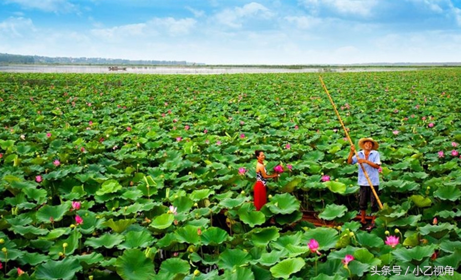 山东省济宁市微山湖旅游,济宁微山湖风景图片