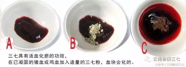 怎么鉴别文山三七,辨别三七真假视频