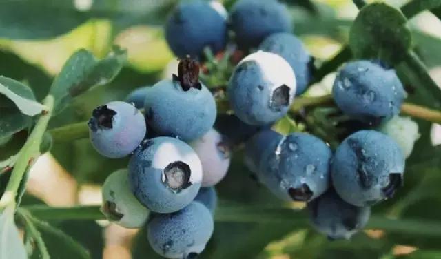 云南脆甜蓝莓,云南正宗新鲜蓝莓