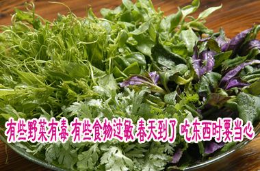 春季吃野菜谨防野菜中毒,野菜吃多了有什么危害