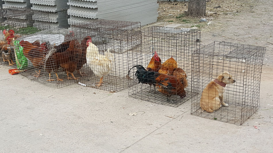 唐山市乐亭县大集,河北唐山乐亭大集