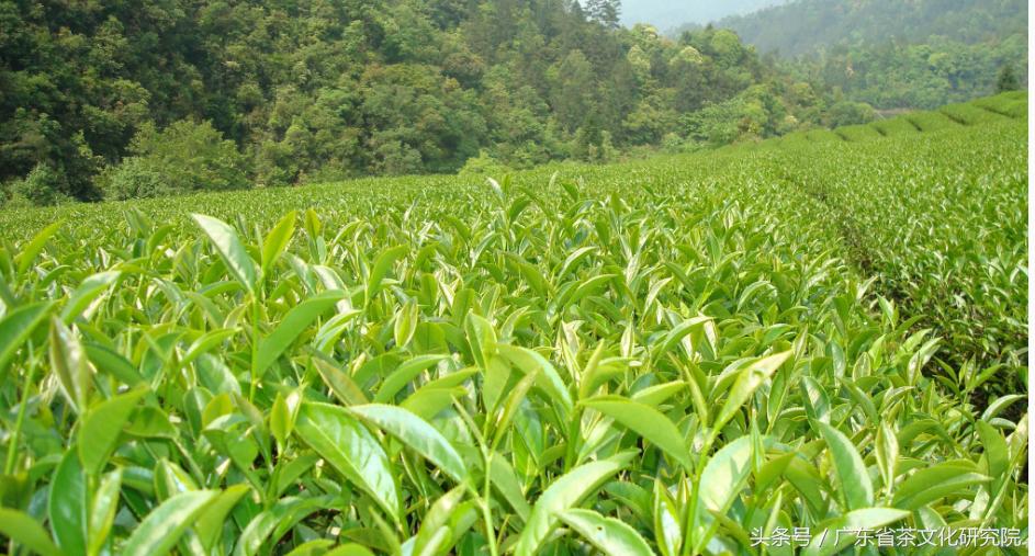 大红袍知识点全解,辽宁干货大红袍货源充足