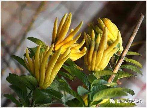 海南你没见过的水果,海南你没有见过的水果