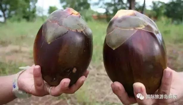 海南你没见过的水果,海南你没有见过的水果