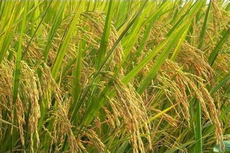 原阳大米为什么叫中国第一米,原阳大米为啥是中国第一