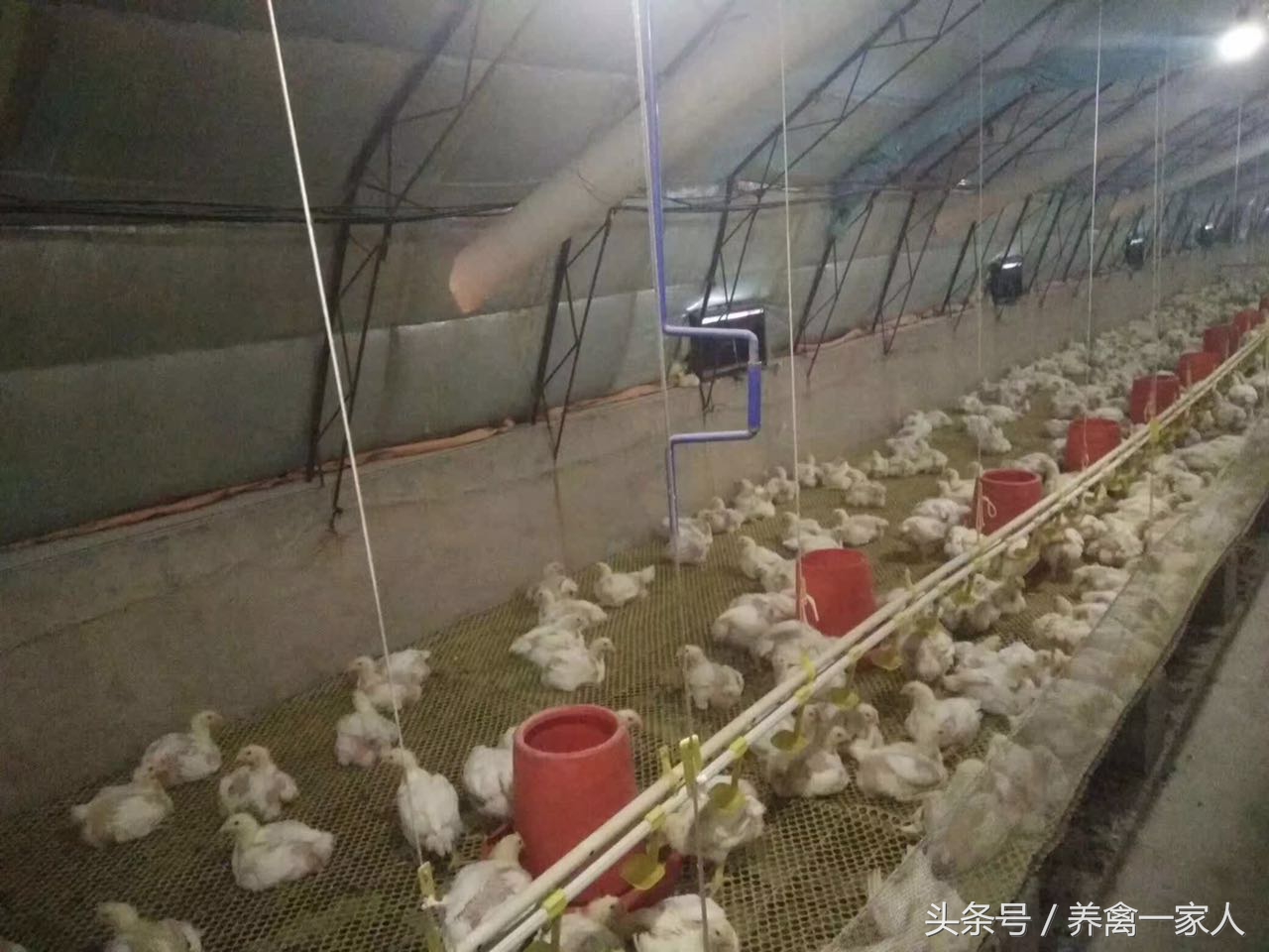 养鸡出现鸡瘟怎么办,白羽肉鸡有鸡虱子吗