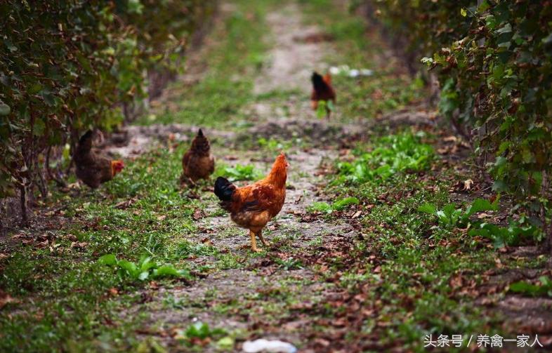 养鸡出现鸡瘟怎么办,白羽肉鸡有鸡虱子吗