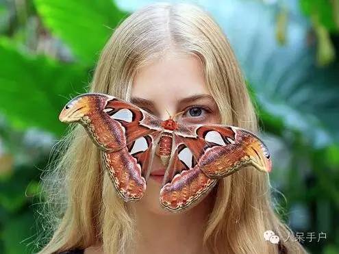 蛾，蛾，蛾~最大、最美、最奇葩，展翅向天歌