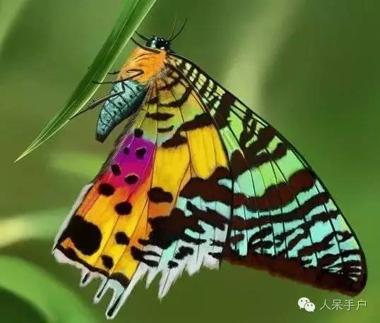 蛾，蛾，蛾~最大、最美、最奇葩，展翅向天歌