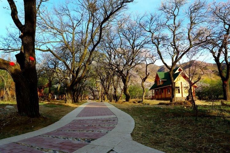 没有“十里桃花”？不要紧！乌素图“十里杏花”等着你！