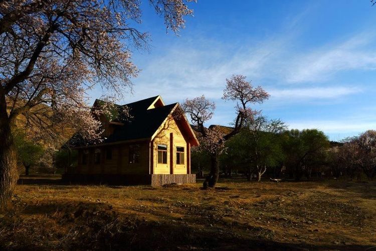 没有“十里桃花”？不要紧！乌素图“十里杏花”等着你！