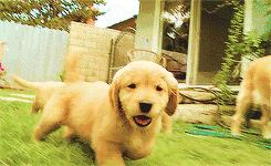 比较好的犬舍有哪些,犬舍和专业犬舍