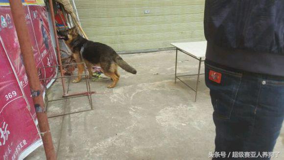 肩高50是怎么算的,肩高50cm正常吗